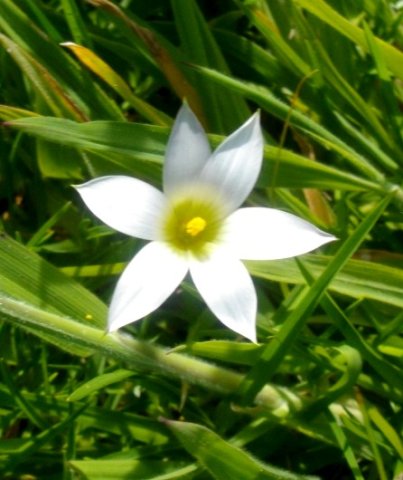 Romulea flava